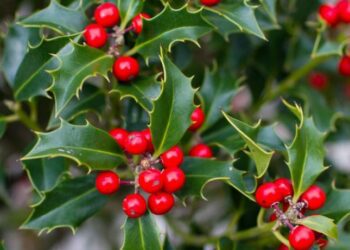 Holly is a festive favourite