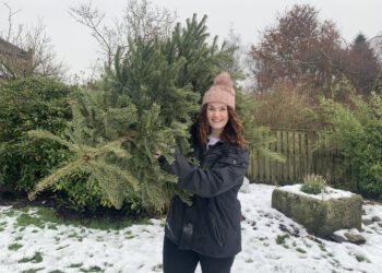 Sign up to have your real Christmas tree collected after Christmas - and support Sue Ryder at the same time