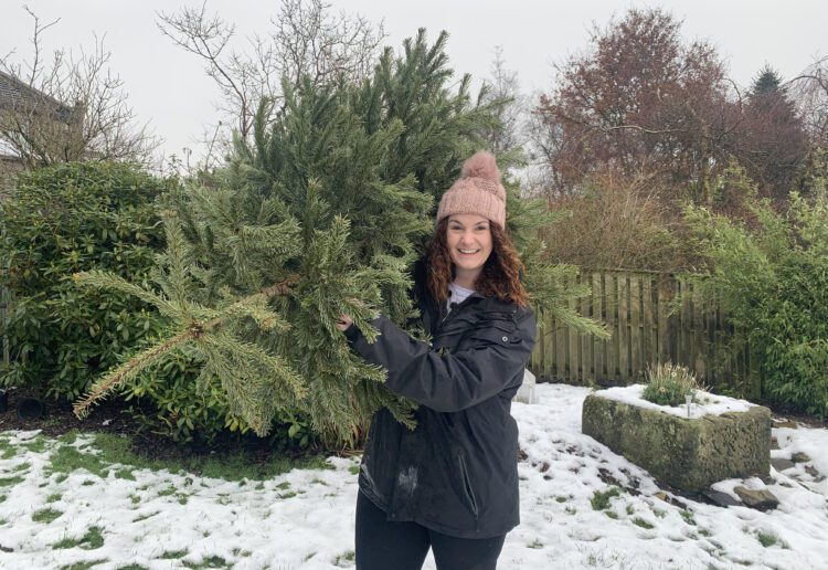 Sign up to have your real Christmas tree collected after Christmas - and support Sue Ryder at the same time