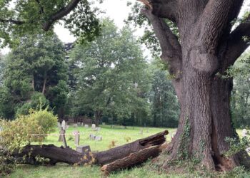 The fate of a three centuries old tree in St Paul's churchyard, Wokingham, rests in the balance. Picture: Emma Merchant