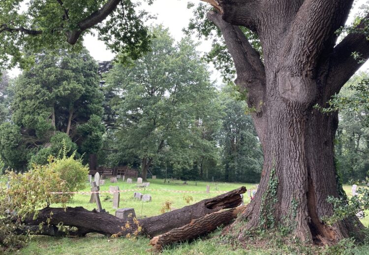 The fate of a three centuries old tree in St Paul's churchyard, Wokingham, rests in the balance. Picture: Emma Merchant
