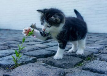 Videos of cute kittens have been glimmers across the year Picture: Pixabay
