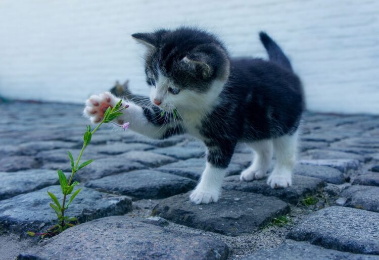 Videos of cute kittens have been glimmers across the year Picture: Pixabay