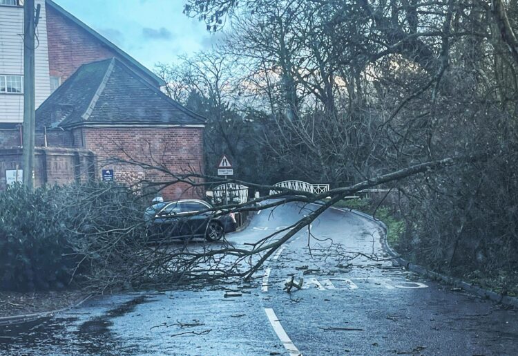 A tree has fallen on Mill Lane, close to the Doubletree hotel in Sindlesham Picture: Andrew Batt