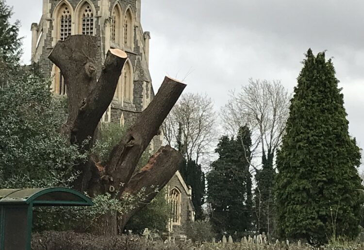 The oak tree at St Paul's Church. Pic: Emma Merchant.