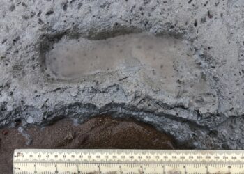 One of the footprints discovered by the team, which is investigating Mesolithic communities in the Severn Estuary and Kennet Valley. Picture: The University of Reading