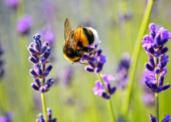 Warming climates could be causing bees to emerge a week earlier than normal. Picture: Adonyi Gabor via Unsplash