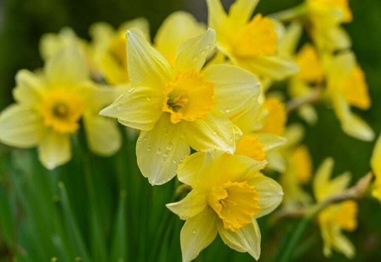 Daffodils Picture: Erika Varga from Pixabay