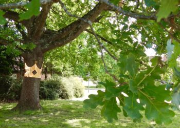 The Silver Jubilee oaks planted a decade will one day look like this Wokingham tree, decorated for the late Queen's Platinum Jubilee in 2022. Picture: Emma Merchant