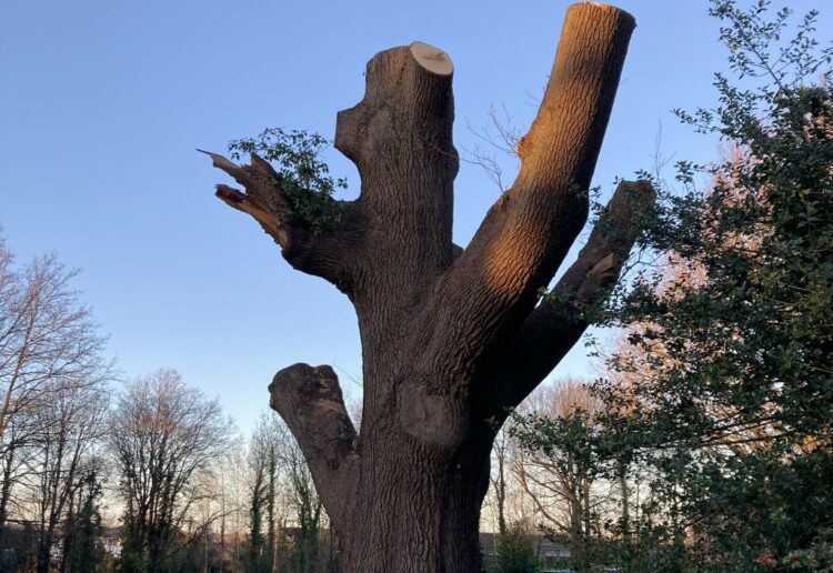 St Paul's oak tree was made safe by tree surgeons during the Christmas holidays. There is hope that it may sprout new growth in years to come. Picture: Emma Merchant