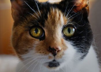 Can you give a home to Cookie. Picture by Andrew Batt.