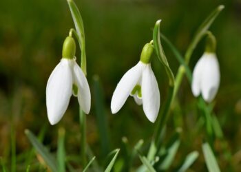 Snowdrops Picture: congerdesign from Pixabay