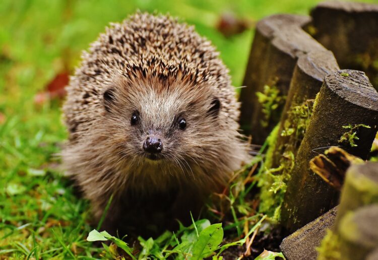 A quiz in Earley will support Herbie Hedgehog Rescue, on Saturday, March 9. Picture: Alexa via Pixabay
