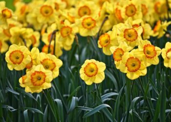 Daffodils may or may not be the subject of a poem by the Wokingham Library Poetry Group at their live reading event. Picture: Mabel Amber via Pixabay