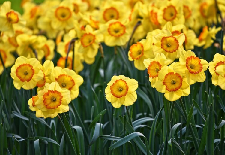 Daffodils may or may not be the subject of a poem by the Wokingham Library Poetry Group at their live reading event. Picture: Mabel Amber via Pixabay