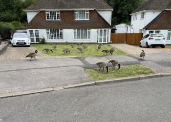 Geese in Maiden Erlegh