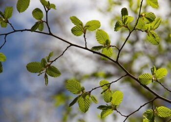Biodiversity is important Picture: Rosy / Bad Homburg / Germany from Pixabay