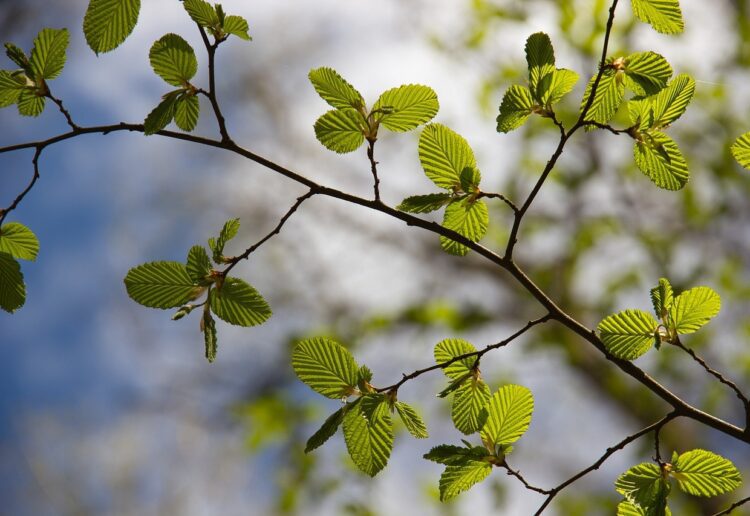 Biodiversity is important Picture: Rosy / Bad Homburg / Germany from Pixabay