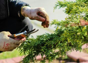 Composting service costs have surged since 2020. Picture; Crystal Jo via Unsplash