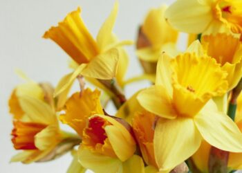 Spring is just around the corner. Enjoy WHA's Spring Show on Saturday, March 23. Picture: Tina Sara via Unsplash