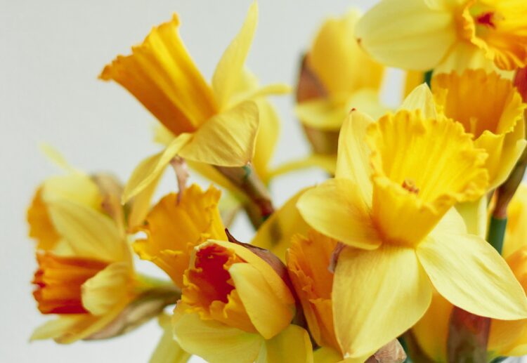 Spring is just around the corner. Enjoy WHA's Spring Show on Saturday, March 23. Picture: Tina Sara via Unsplash