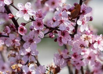 cherry blossom Nigra