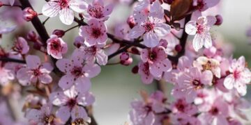 cherry blossom Nigra
