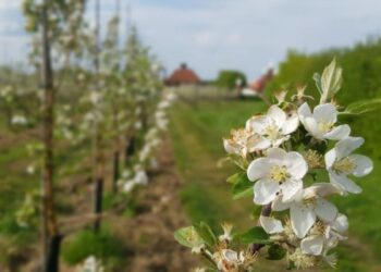 Fruit Watch is a university project that aims to chart the date fruit trees blossom Picture: University of Reading