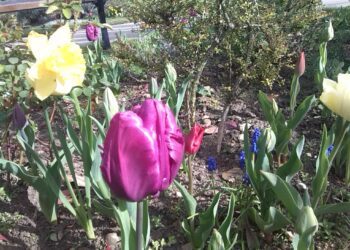 Friends of Woodford Park keep the flowerbeds colourful. The group would love people to join them. Picture: FOWP