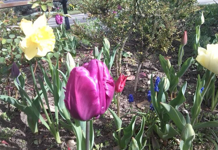 Friends of Woodford Park keep the flowerbeds colourful. The group would love people to join them. Picture: FOWP