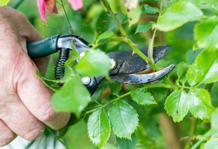 Blunt secateurs can be sharpened at California Gardeners' Club, on Sunday, April 14. Picture: Margarita S via Unsplash