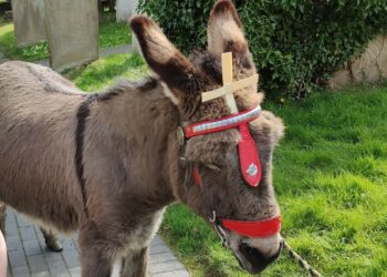 The donkey will lead a procession to the Cornerstone building on Palm Sunday. Picture: courtesy of All Saints Church