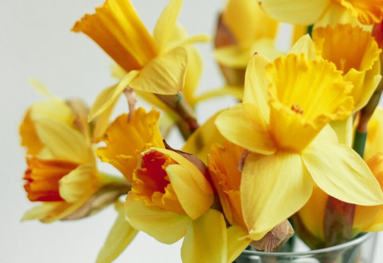Spring is just around the corner. Enjoy WHA's Spring Show on Saturday, March 23. Picture: Tina Sara via Unsplash