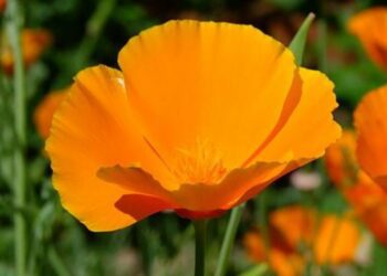 March is a great time to plant wildflower seeds, such as this Californian poppy