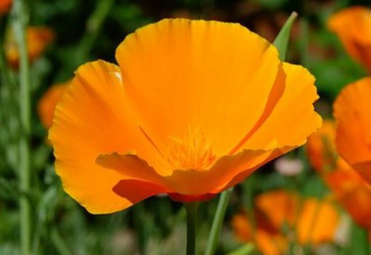 March is a great time to plant wildflower seeds, such as this Californian poppy