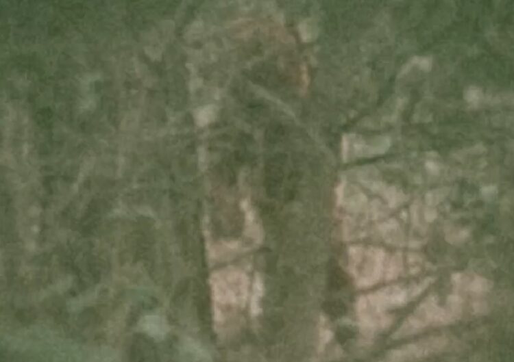 A sighting of the Wokingham Bigfoot in Gorrick Woods