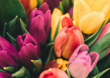 With daffodils blooming early this year, tulips should enjoy centre stage at California Gardening Club's Spring Show. Picture: Anton Darius via Unsplash