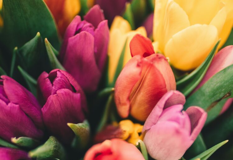 With daffodils blooming early this year, tulips should enjoy centre stage at California Gardening Club's Spring Show. Picture: Anton Darius via Unsplash