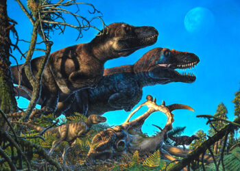 A new study by the University of Reading is challenging a long-held belief about the link between temperature and the size of animals. Pictured: A family of Nanuqsaurus hoglundi, a tyrannosaur, and the skull of Pachyrhinosaurus perotorum. Picture: James Havens, via the University of Reading