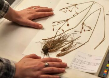 Kew's Herbarium holds millions of dried plant specimenn. Pic: Kew.