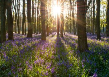 The Bluebell walks are set to take place once again on April 20-21 and 27-28 to raise funds for the Reading and Wokingham branches of the MS Society. Picture: Greg Krycinski via Pixabay