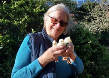 Jane Freeman and her two-week-old chicks whose heat pad lost power in an electricity cut