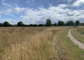 The parkland in Shinfield.