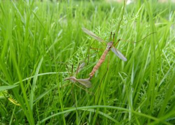 A daddy long legs Picture: Pixabay