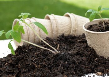 A plant sale will take place in Wokingham this weekend Picture: Frauke Riether/pixabay.com