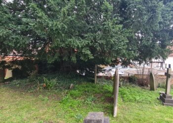 The tree in <ilton Road.