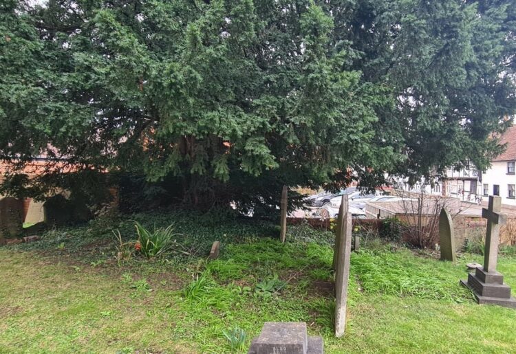 The tree in <ilton Road.