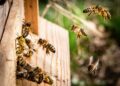 Tony Lack will speak about Bees and Beekeeping, when he visits Wokingham Horticultural Association members, on Thursday, May 30. Picture: Kai Wenzel via Unsplash