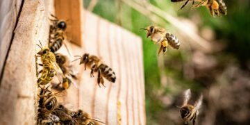Tony Lack will speak about Bees and Beekeeping, when he visits Wokingham Horticultural Association members, on Thursday, May 30. Picture: Kai Wenzel via Unsplash