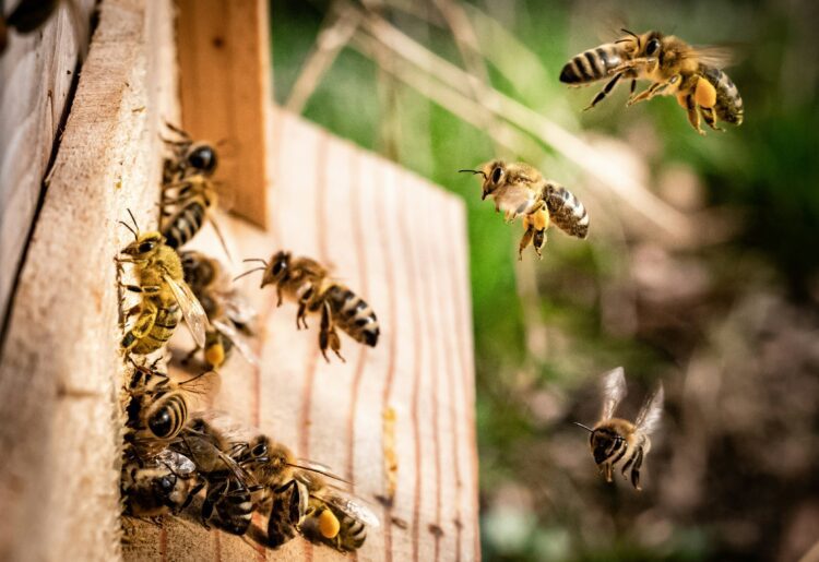 Tony Lack will speak about Bees and Beekeeping, when he visits Wokingham Horticultural Association members, on Thursday, May 30. Picture: Kai Wenzel via Unsplash